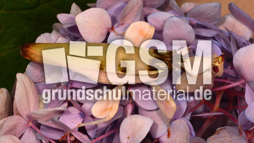 Orchideenmantis (5).jpg